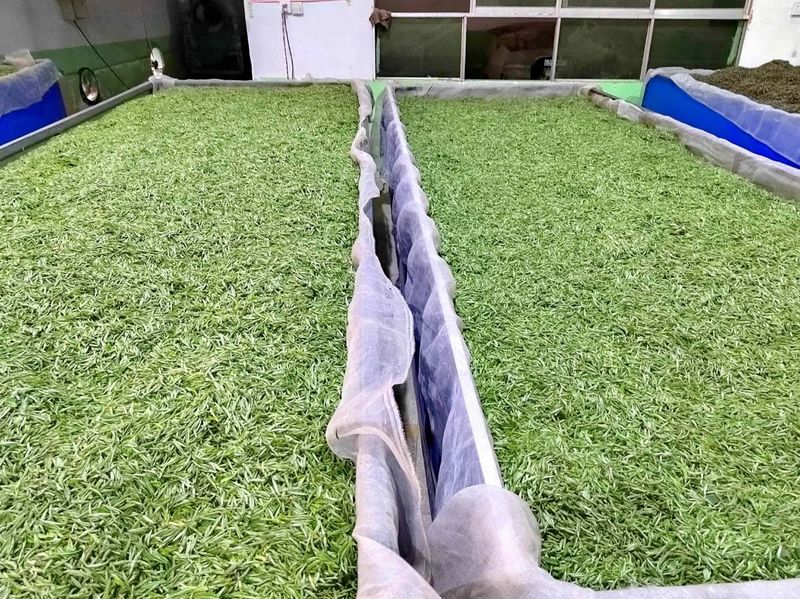 有关于不负好春光！湄潭高原春雪茶叶飘香的新闻