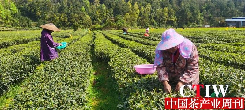 关于重庆秀山：推动全产业链转型升级 加快茶产业发展的信息