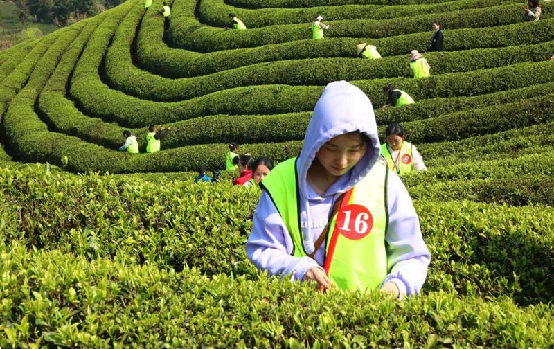 有关于第十五届贵州茶产业博览会凤冈活动暨双手采茶技能大赛在知青茶山举行的新闻(2)