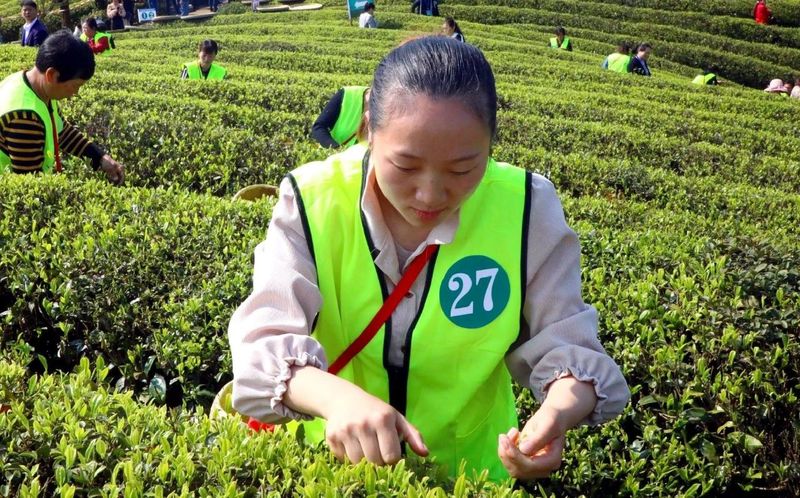 有关于第十五届贵州茶产业博览会凤冈活动暨双手采茶技能大赛在知青茶山举行的新闻(3)