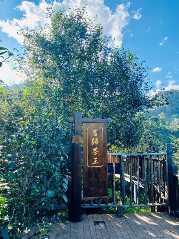 有关于临沧：春茶时刻 马力全开的消息(1)