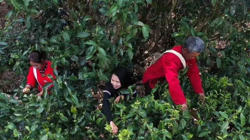 有关于临沧：春茶时刻 马力全开的消息(5)