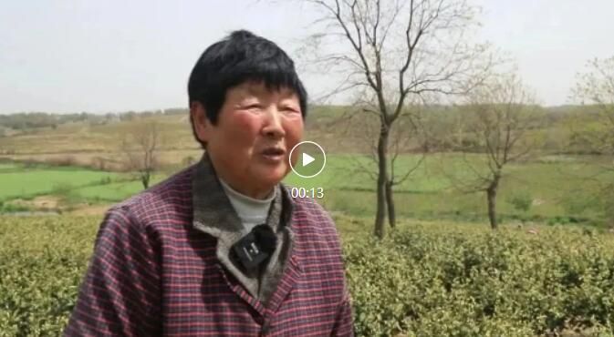 关于建平镇南山村茶园吐新芽 采茶正当时的新闻(1)