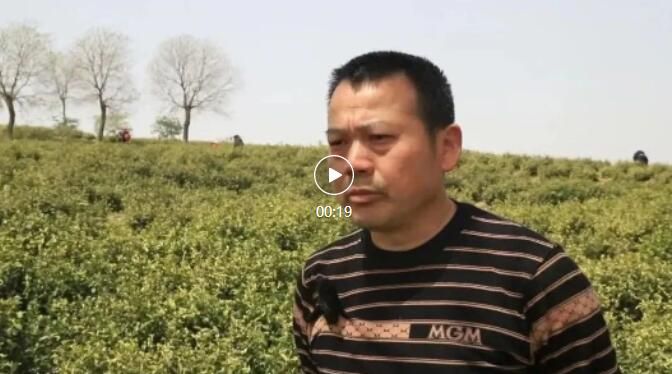 关于建平镇南山村茶园吐新芽 采茶正当时的新闻(2)