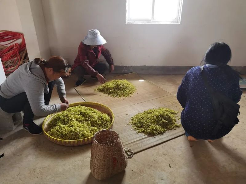 关于建平镇南山村茶园吐新芽 采茶正当时的新闻(4)