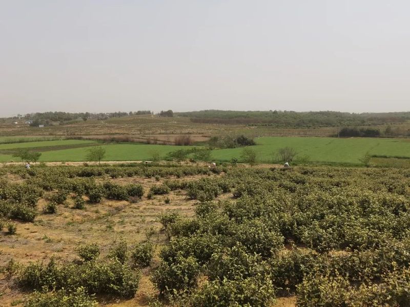 关于建平镇南山村茶园吐新芽 采茶正当时的新闻(5)