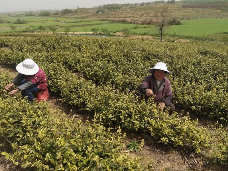 关于建平镇南山村茶园吐新芽 采茶正当时的新闻