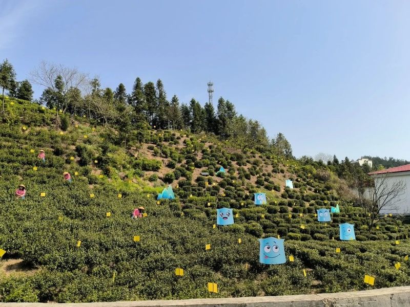 关于2023春茶季：六安瓜片全面开采，洞庭山碧螺春采季结束的相关信息(1)