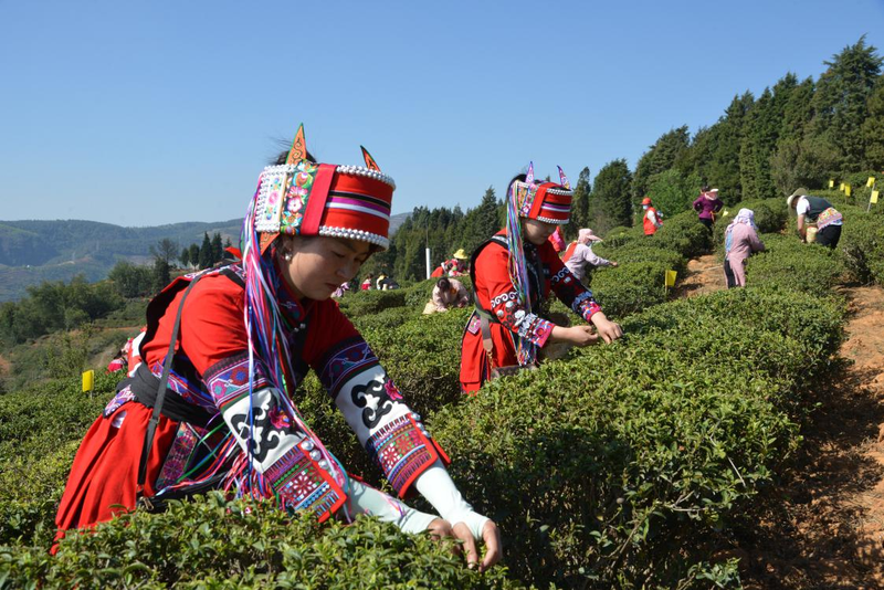 有关于宜良县举办2023年职工技能竞赛启动仪式暨宝洪茶采茶、炒茶技艺大赛的相关内容(4)