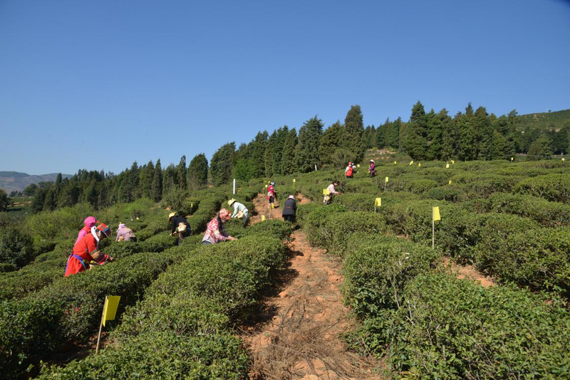 有关于宜良县举办2023年职工技能竞赛启动仪式暨宝洪茶采茶、炒茶技艺大赛的相关内容(3)