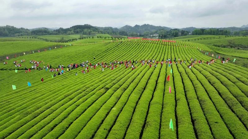 有关于2023年全国双手采茶大赛获奖名单公布，我县选手梅群获得“金手指”第一名的相关内容