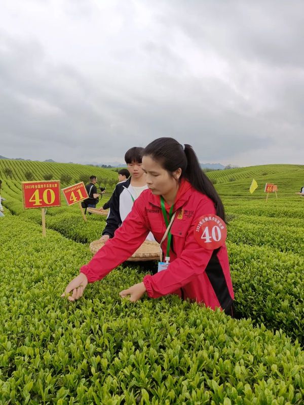 有关于2023年全国双手采茶大赛获奖名单公布，我县选手梅群获得“金手指”第一名的相关内容(1)