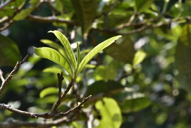 关于2023年勐库大雪山古树茶价格：1200-2000元的内容