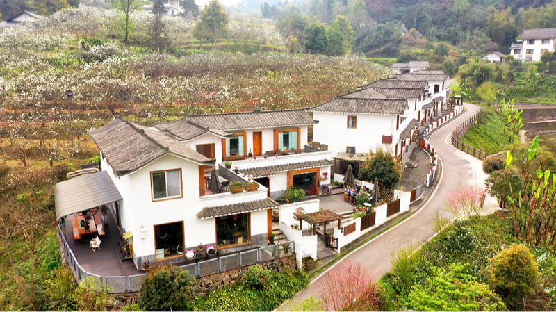 关于沐川：一叶茶一抹绿 茶旅融合促振兴的消息