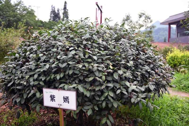 关于沐川：一叶茶一抹绿 茶旅融合促振兴的消息(5)