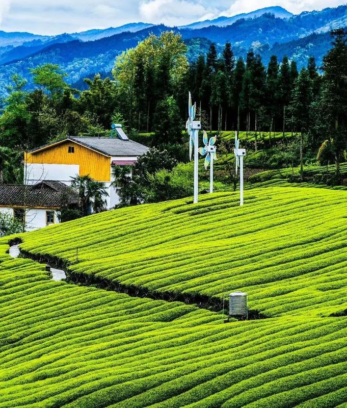 关于沐川：“小茶叶”撬动“大振兴”的信息(3)