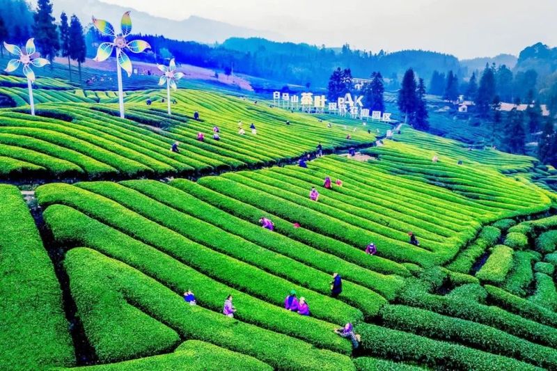 关于沐川：“小茶叶”撬动“大振兴”的信息