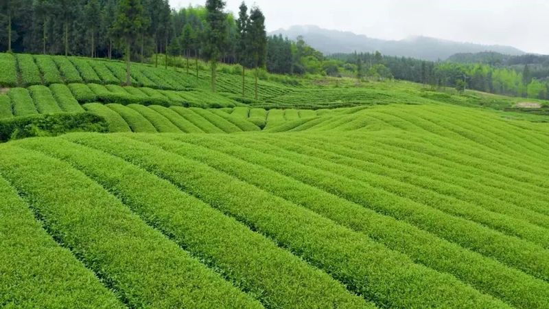 关于沐川：“小茶叶”撬动“大振兴”的信息(5)