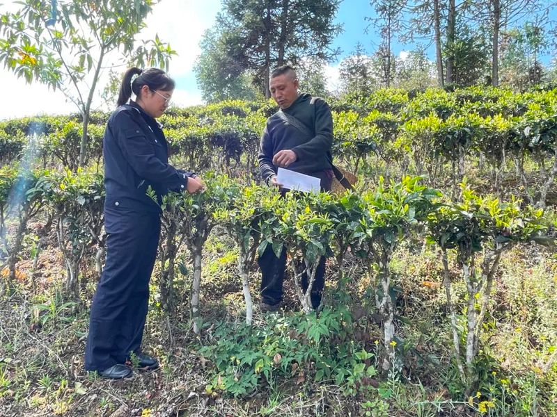 关于临沧临翔：普法春风进茶园的最新消息(1)