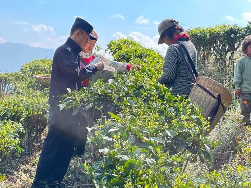 关于临沧临翔：普法春风进茶园的最新消息