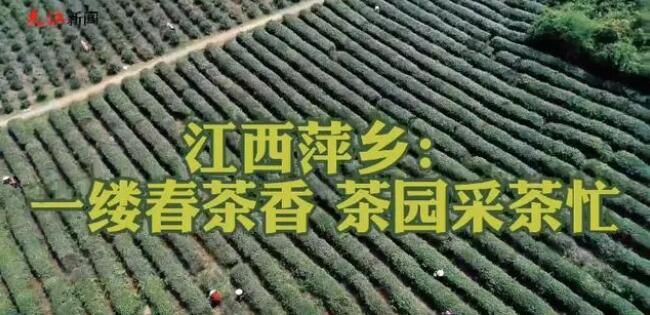 关于江西萍乡：一缕春茶香 茶园采茶忙的信息