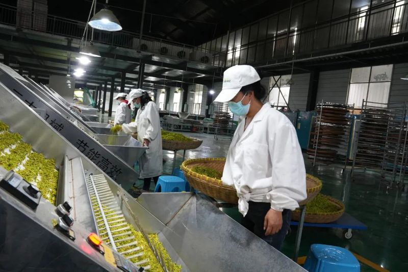 关于织金县：万亩春茶采摘忙的资讯(4)