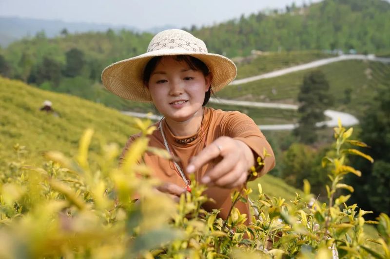 关于织金县：万亩春茶采摘忙的资讯(1)