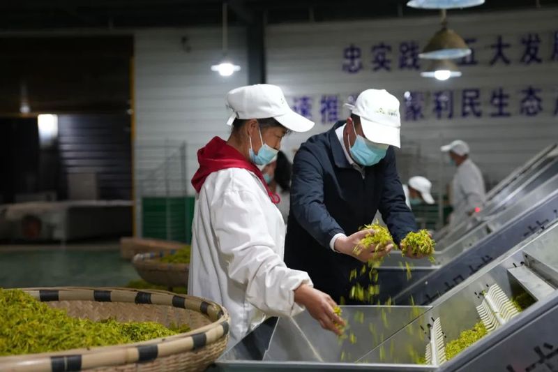 关于织金县：万亩春茶采摘忙的资讯(3)