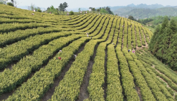 关于织金县：万亩春茶采摘忙的资讯