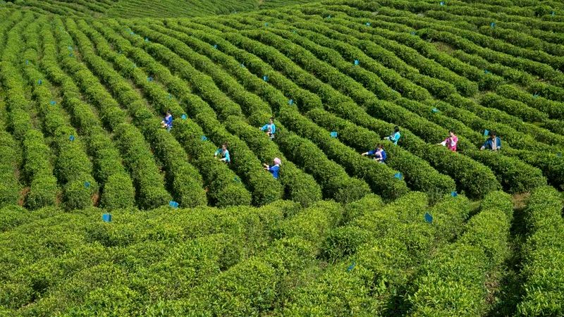 有关于都匀：毛尖飘香迎客来的新闻(12)