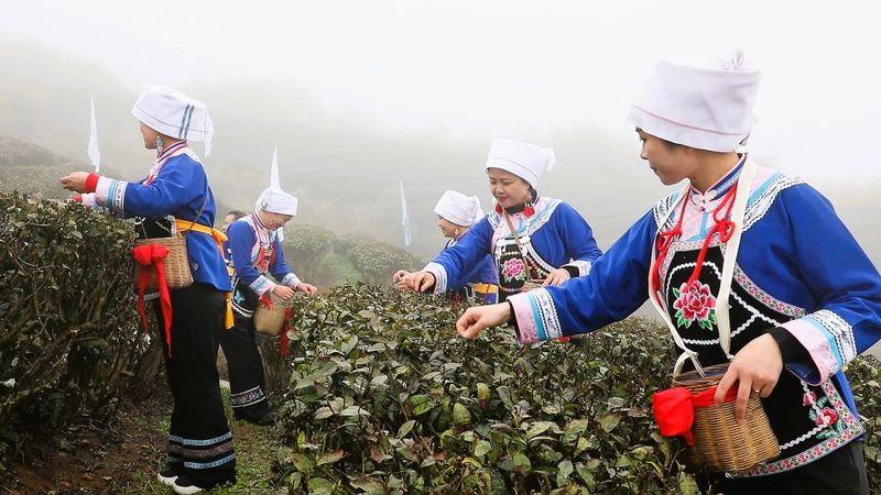 有关于都匀：毛尖飘香迎客来的新闻(3)