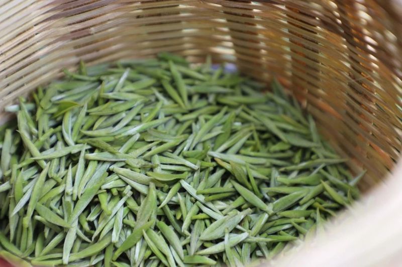 有关于都匀：毛尖飘香迎客来的新闻(4)