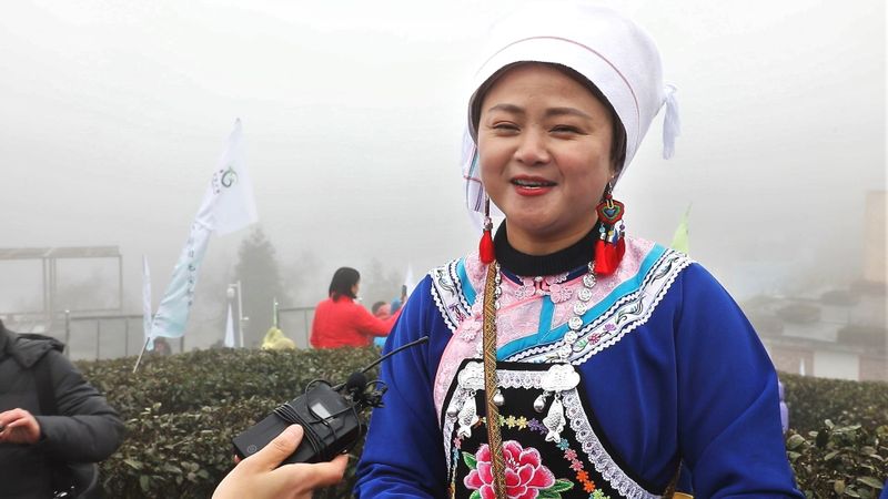 有关于都匀：毛尖飘香迎客来的新闻(5)