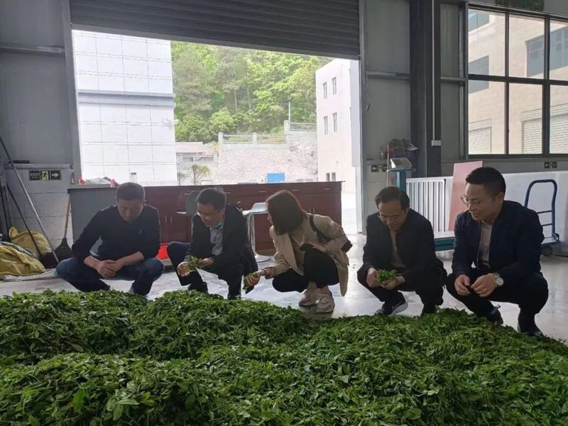 有关于中国农业科学院茶叶研究所来宜都开展茶产业技术服务的信息