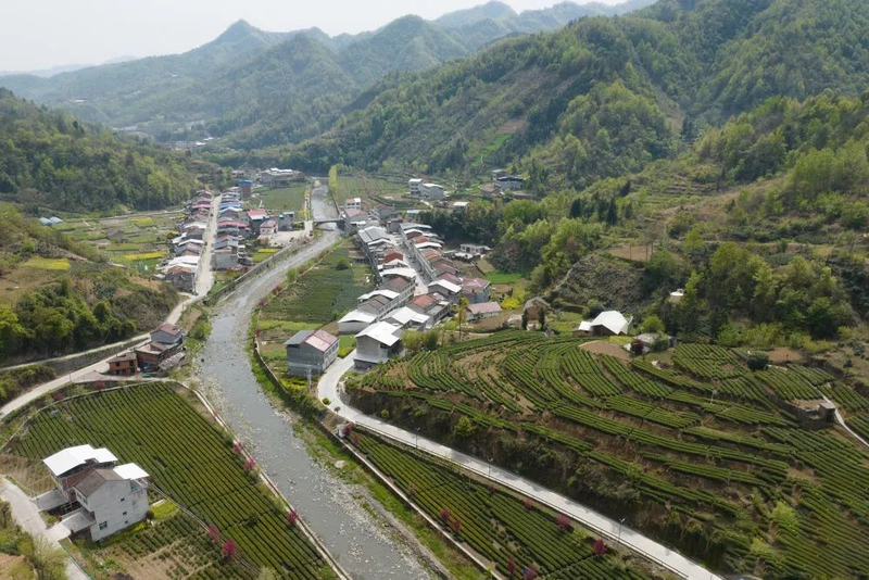 有关于安康汉滨区：春满茶园采摘忙的消息(1)