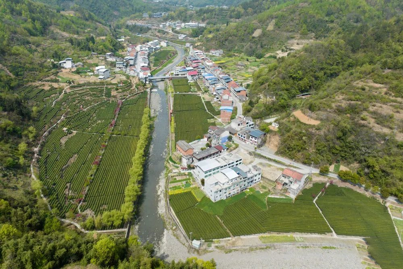 有关于安康汉滨区：春满茶园采摘忙的消息(3)