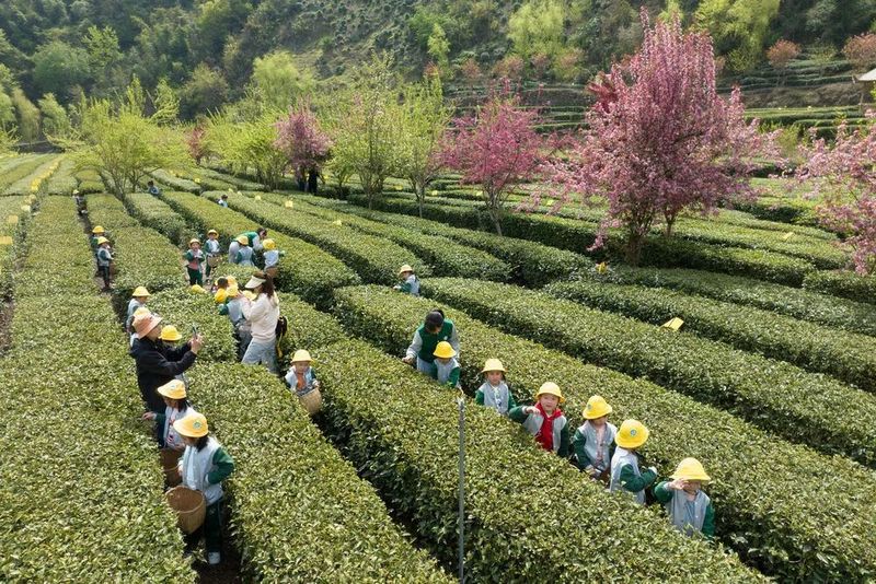 有关于安康汉滨区：春满茶园采摘忙的消息(4)