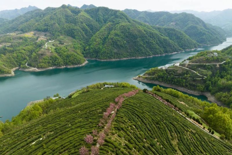 有关于安康汉滨区：春满茶园采摘忙的消息(6)