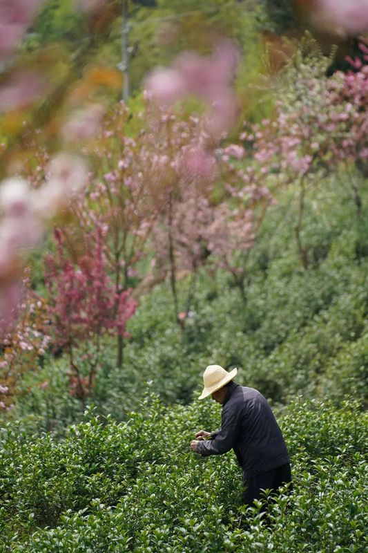 有关于安康汉滨区：春满茶园采摘忙的消息(7)