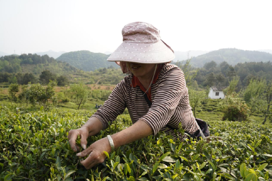 关于花溪区黔陶乡：深挖茶文化 做强茶产业​的相关信息