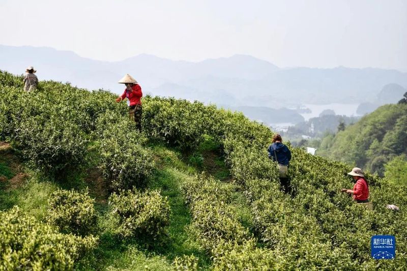 有关于新华网关注贵州茶的信息(2)