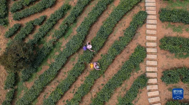 有关于新华网关注贵州茶的信息(4)