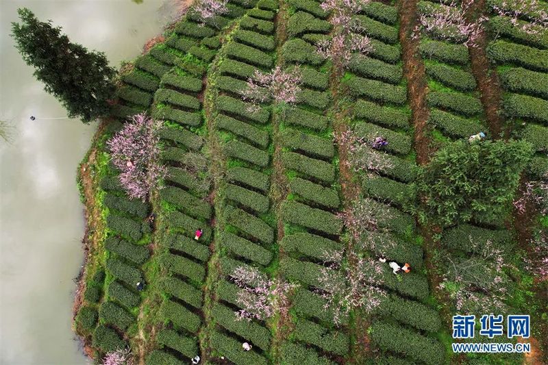 有关于新华网关注贵州茶的信息(19)