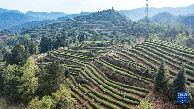 有关于新华网关注贵州茶的信息(5)