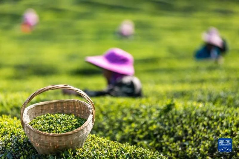 有关于新华网关注贵州茶的信息(1)