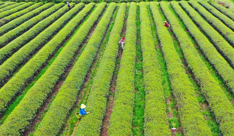 有关于乡村振兴看浏阳， 茶颜春色！浏阳春茶开采！的信息(8)
