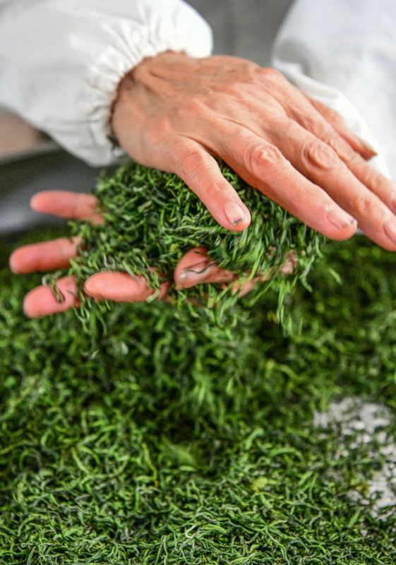 有关于乡村振兴看浏阳， 茶颜春色！浏阳春茶开采！的信息(11)