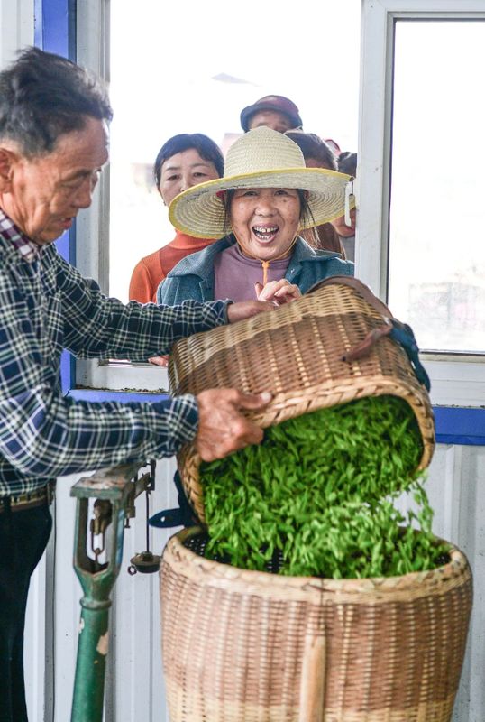 有关于乡村振兴看浏阳， 茶颜春色！浏阳春茶开采！的信息(9)