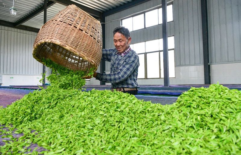 有关于乡村振兴看浏阳， 茶颜春色！浏阳春茶开采！的信息(10)