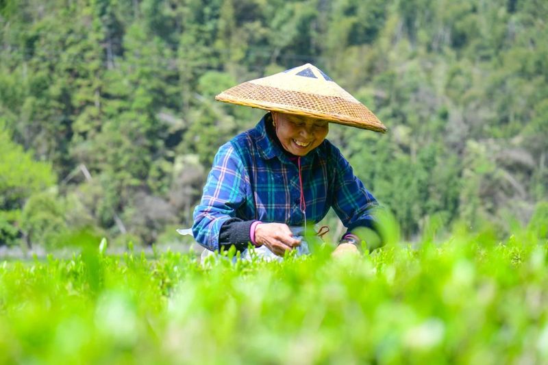有关于乡村振兴看浏阳， 茶颜春色！浏阳春茶开采！的信息(3)